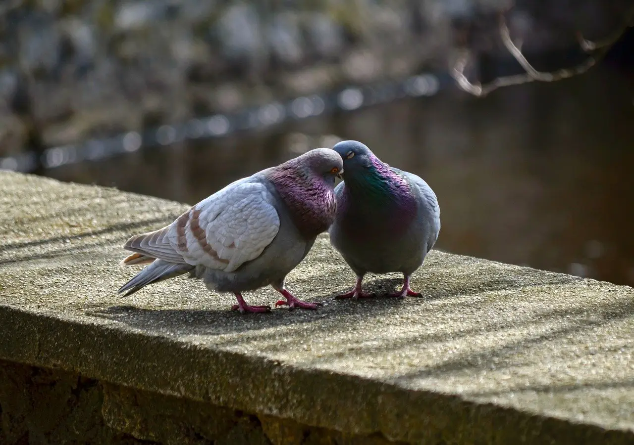 Balcone invaso dai piccioni? Ecco il liquido che li fa sparire senza veleno