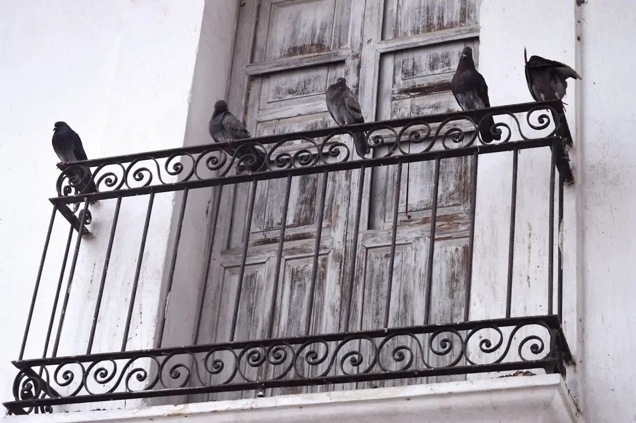 Il rimedio spray fai da te per balcone libero da piccioni, semplice ed economico