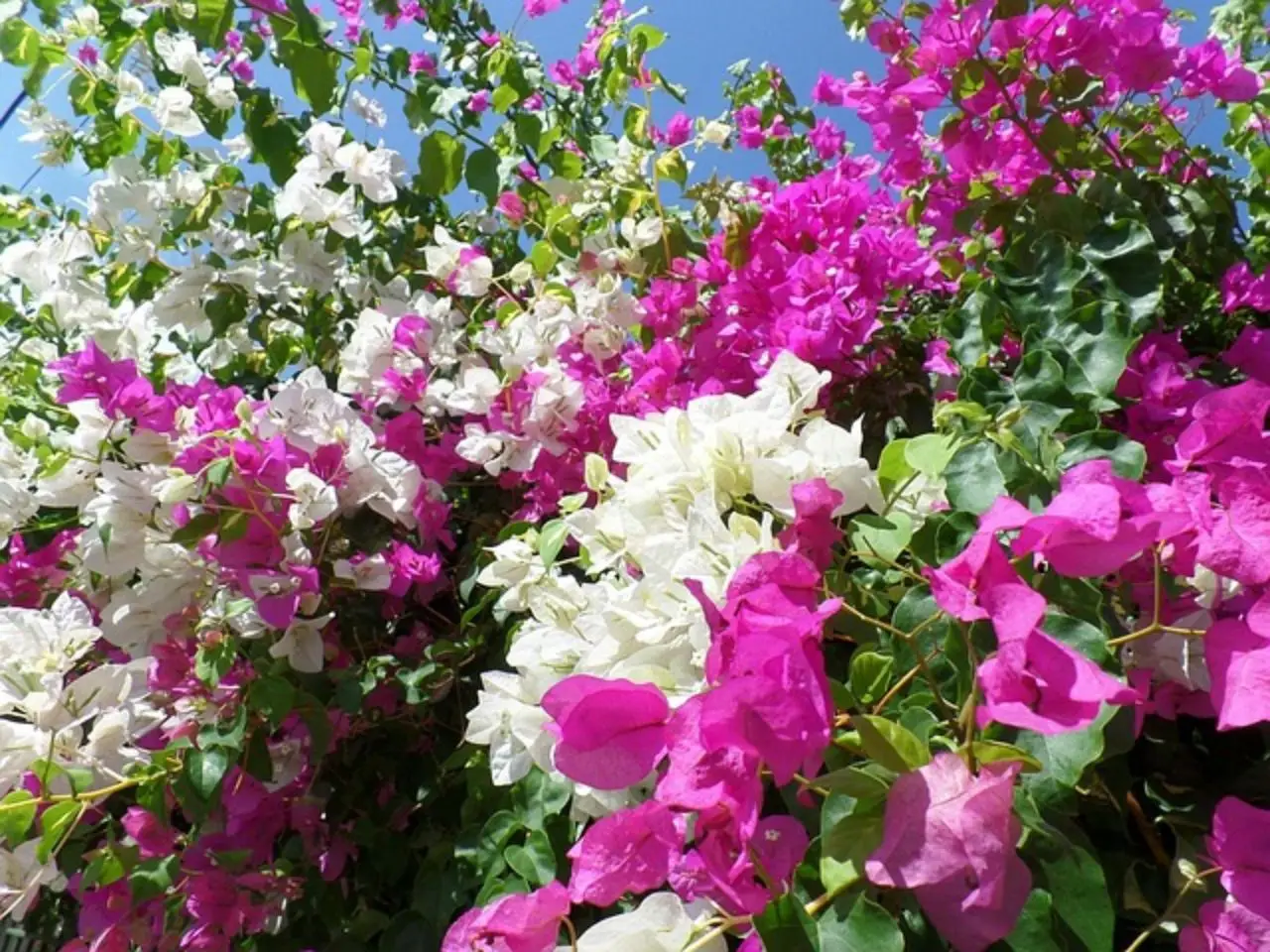 Bouganville in fiore: quante volte all’anno sboccia e cosa influenza la sua spettacolare fioritura?