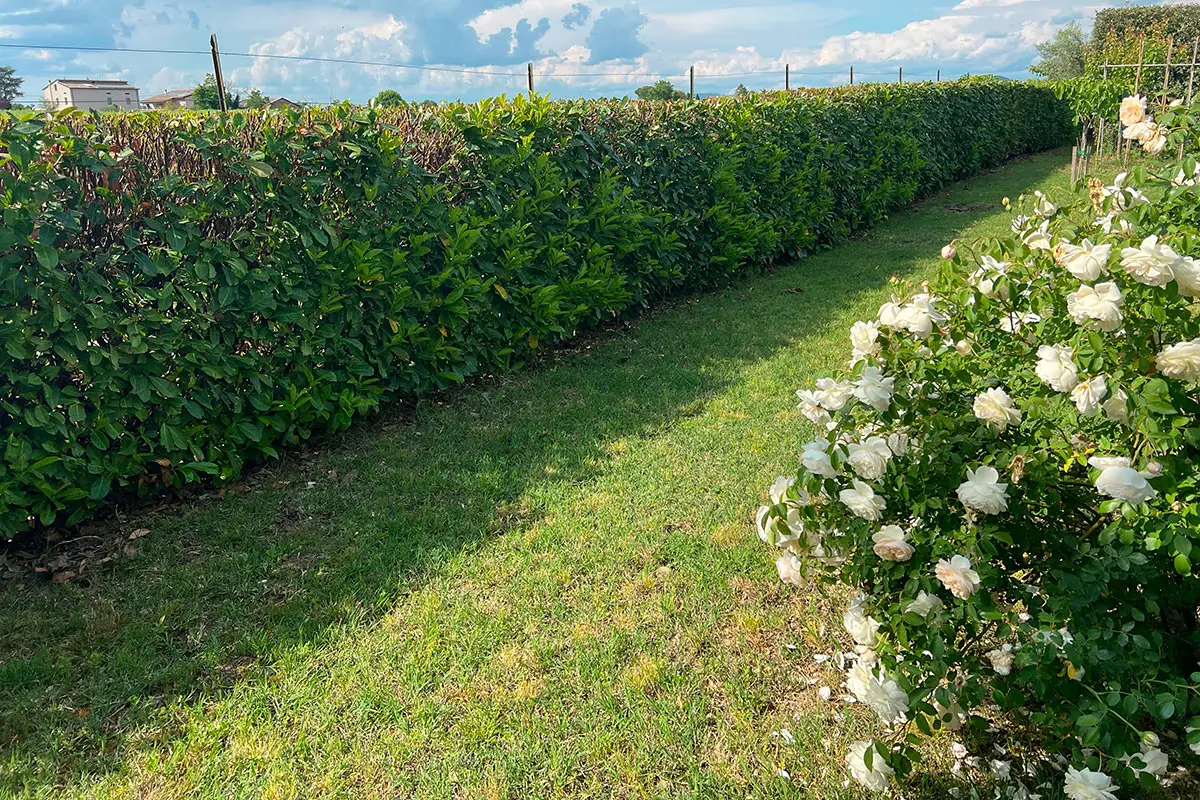 Scopri quanto costa imparare a coltivare il tuo spazio verde: prezzi e consigli sui corsi di giardinaggio per principianti