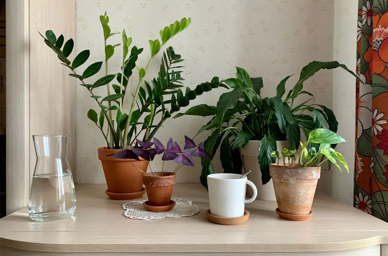 Come decantare l’acqua per le piante: il metodo naturale per curare il verde di casa