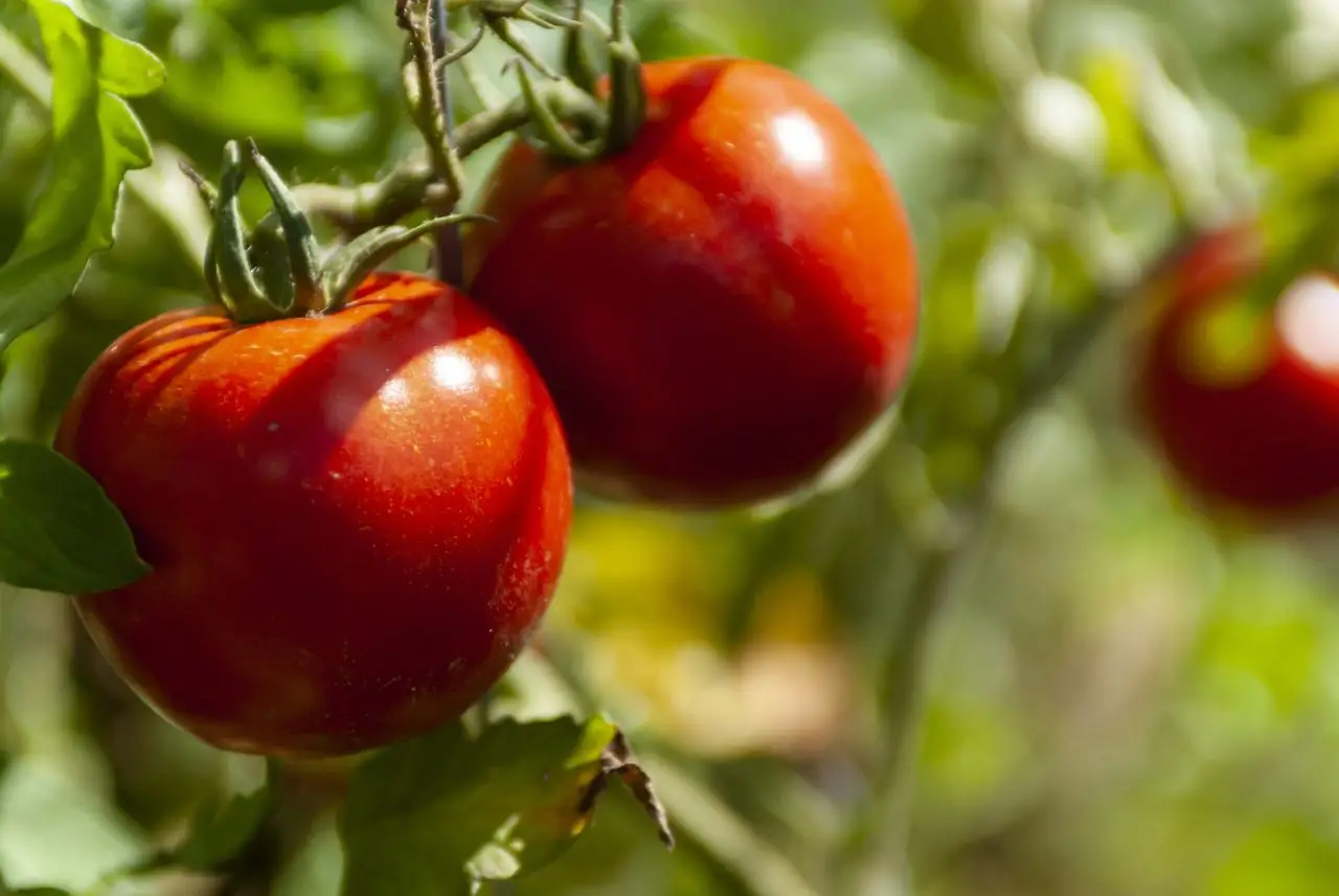 Pomodori secchi durante la crescita: scopri come evitare errori che rovinano il raccolto