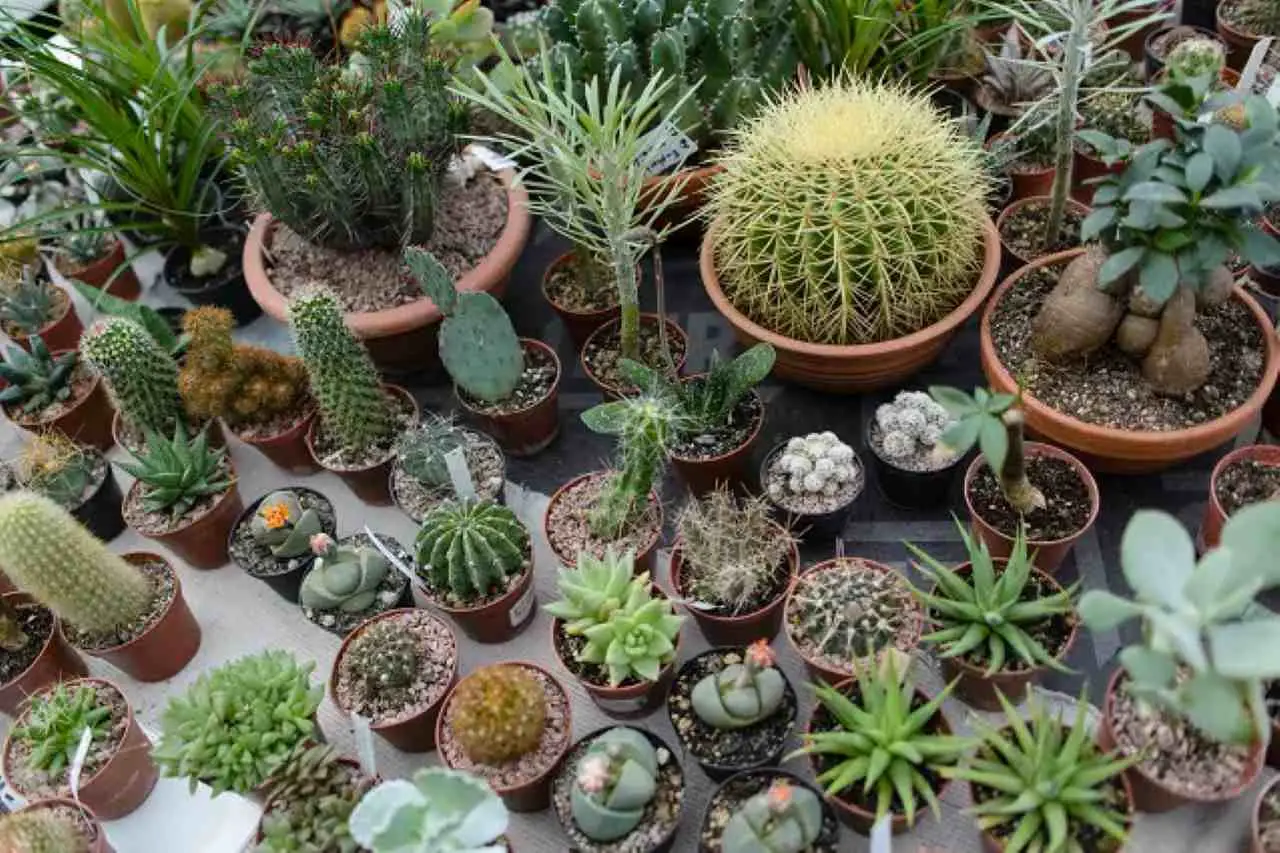 Piante che amano il pieno sole e resistono alla siccità: ecco quali scegliere