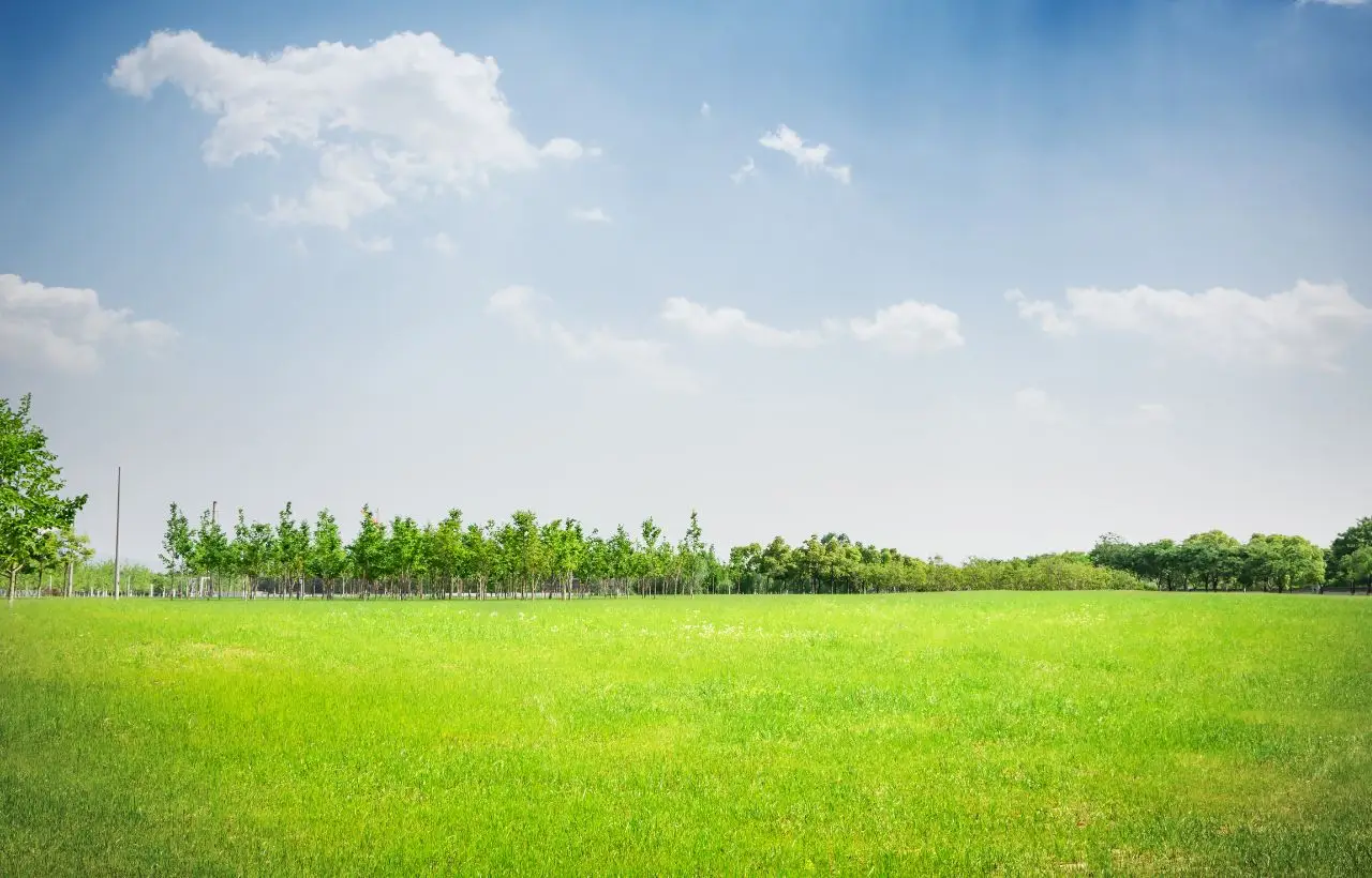 Hai mai dato il potassio al prato? Ecco perché fa la differenza in estate