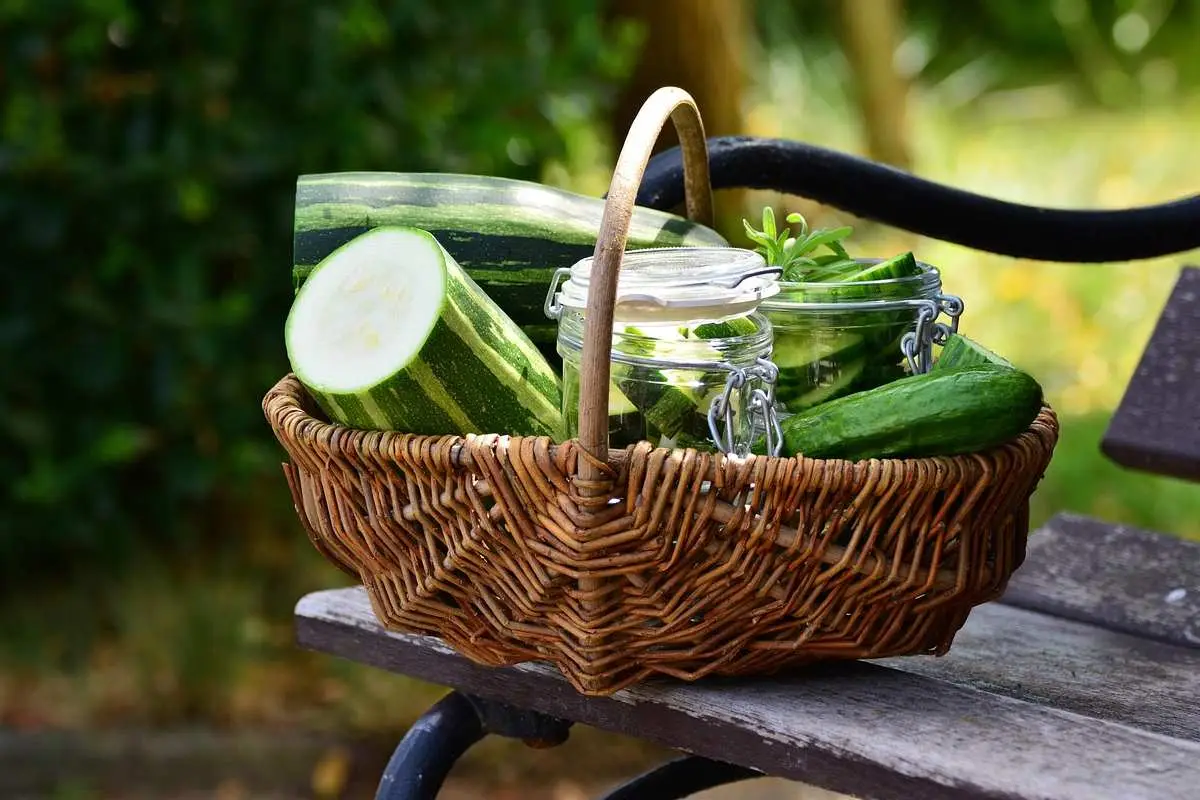 Coltivare le zucchine perfette: ecco il metodo usato dagli ortolani