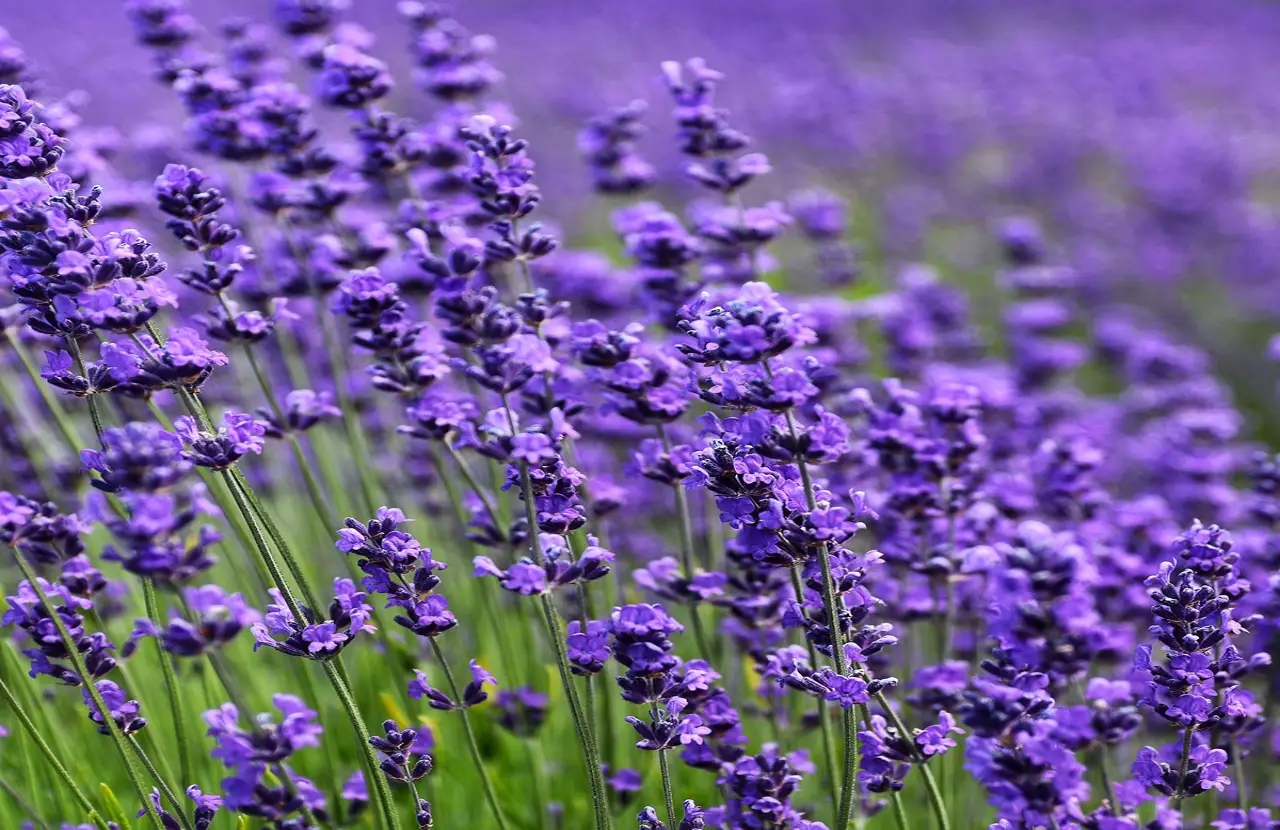 Oasi lilla in giardino: il consiglio del vivaista per una lavanda sempre fresca e profumata