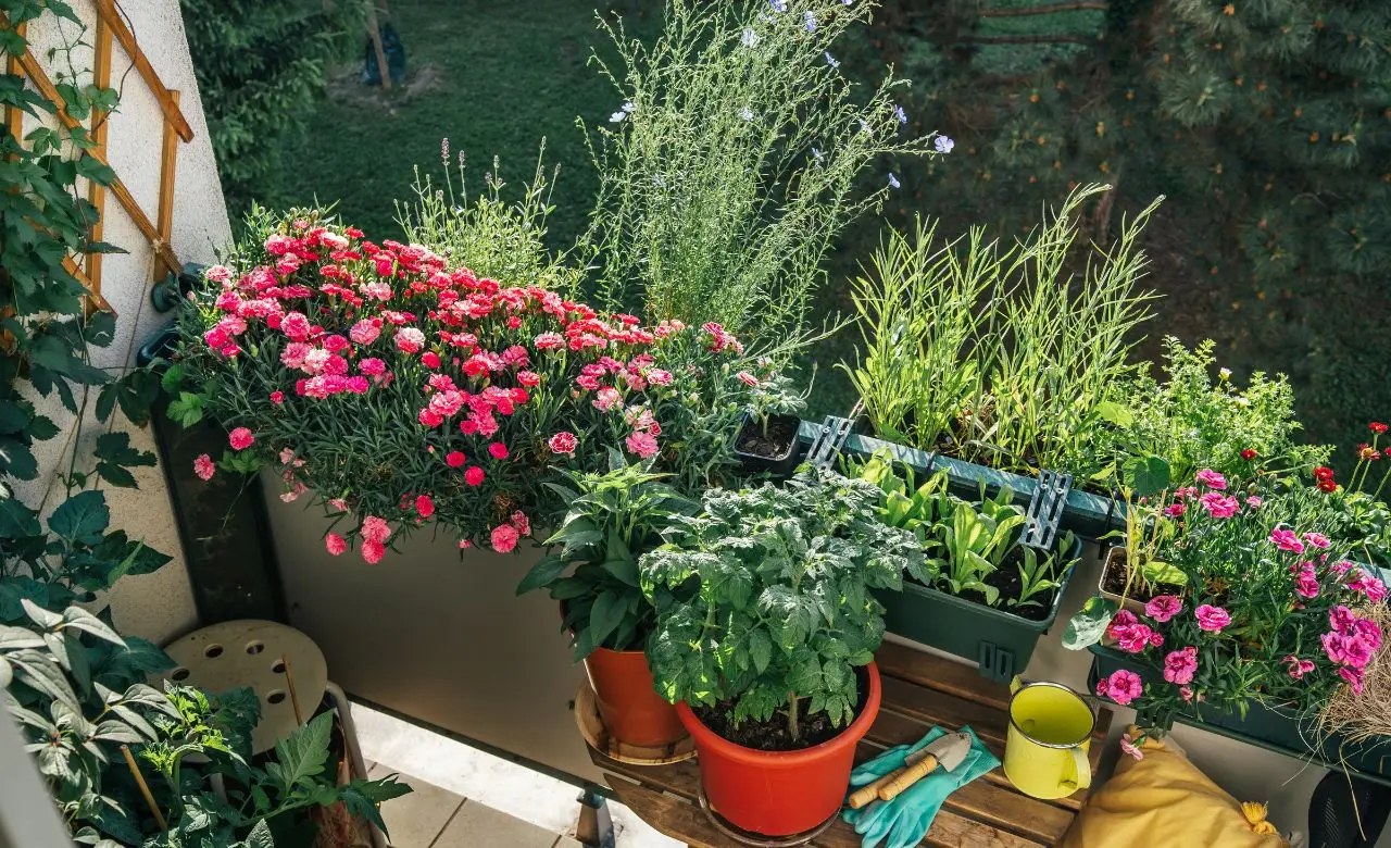 Il trucco per rendere l’acqua meno calcarea: piante più sane in balcone