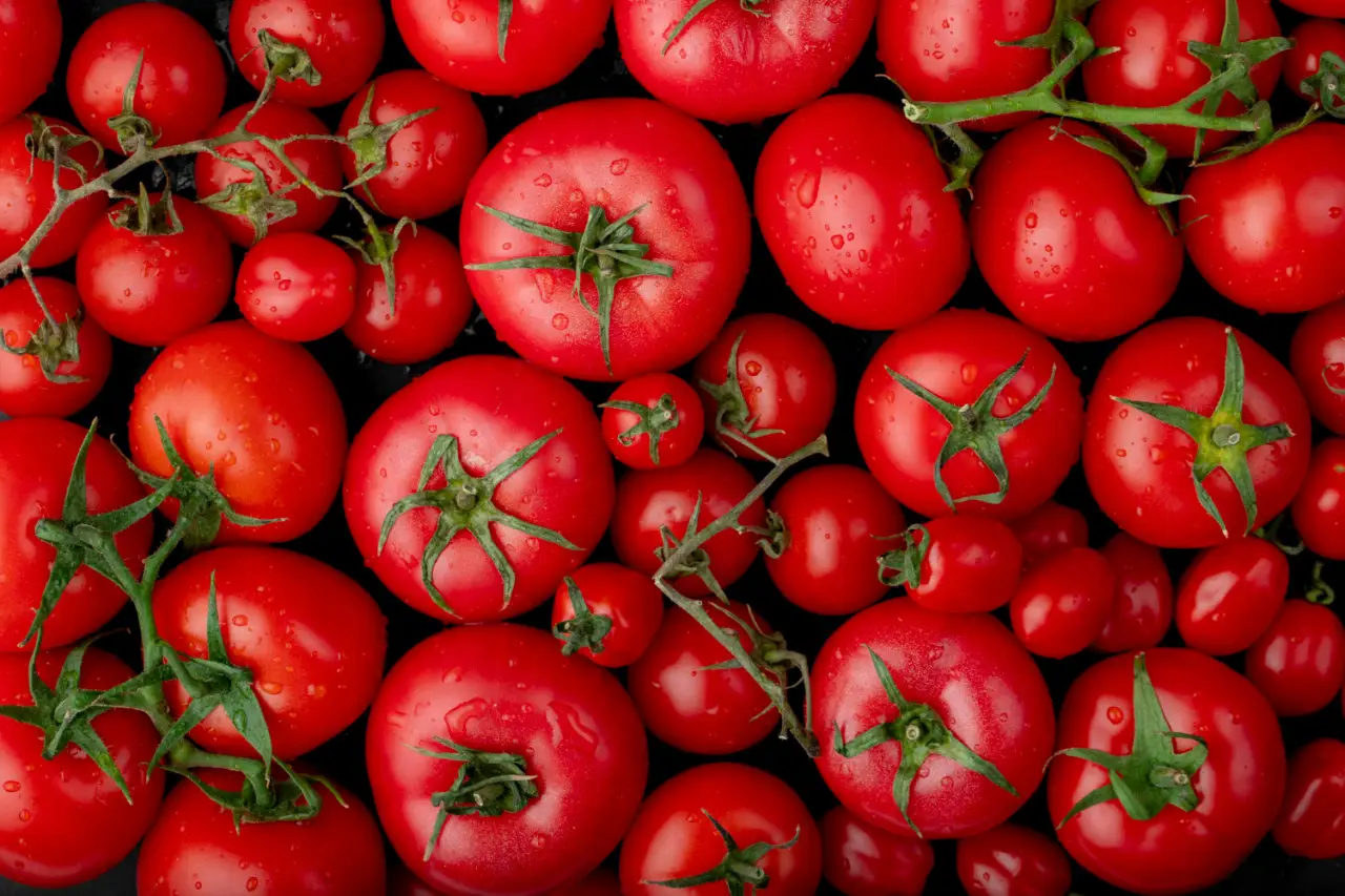 Come riconoscere il momento ideale per raccogliere i pomodori