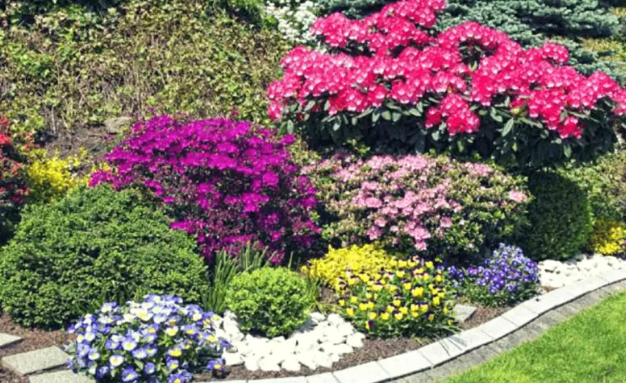La lista dei fiori che tornano ogni anno: ecco quali piantare per un giardino senza fatica