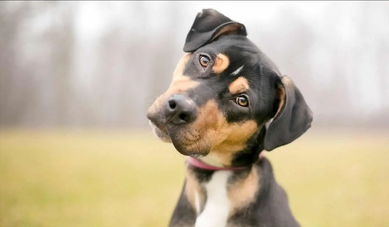 Disabituante per cani: ecco come usarlo per proteggere piante e giardino