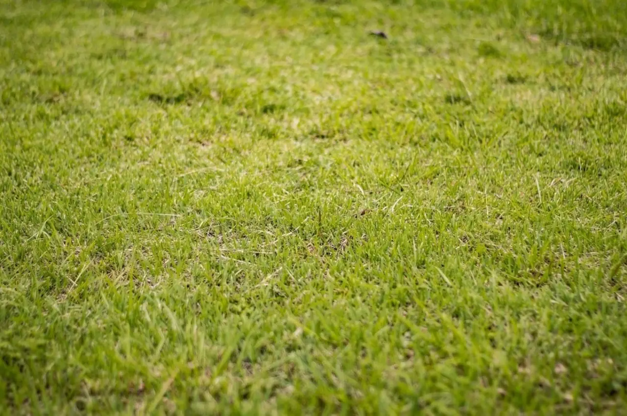 Attenzione: ecco i sette errori comuni che rovinano il prato già dalle prime settimane