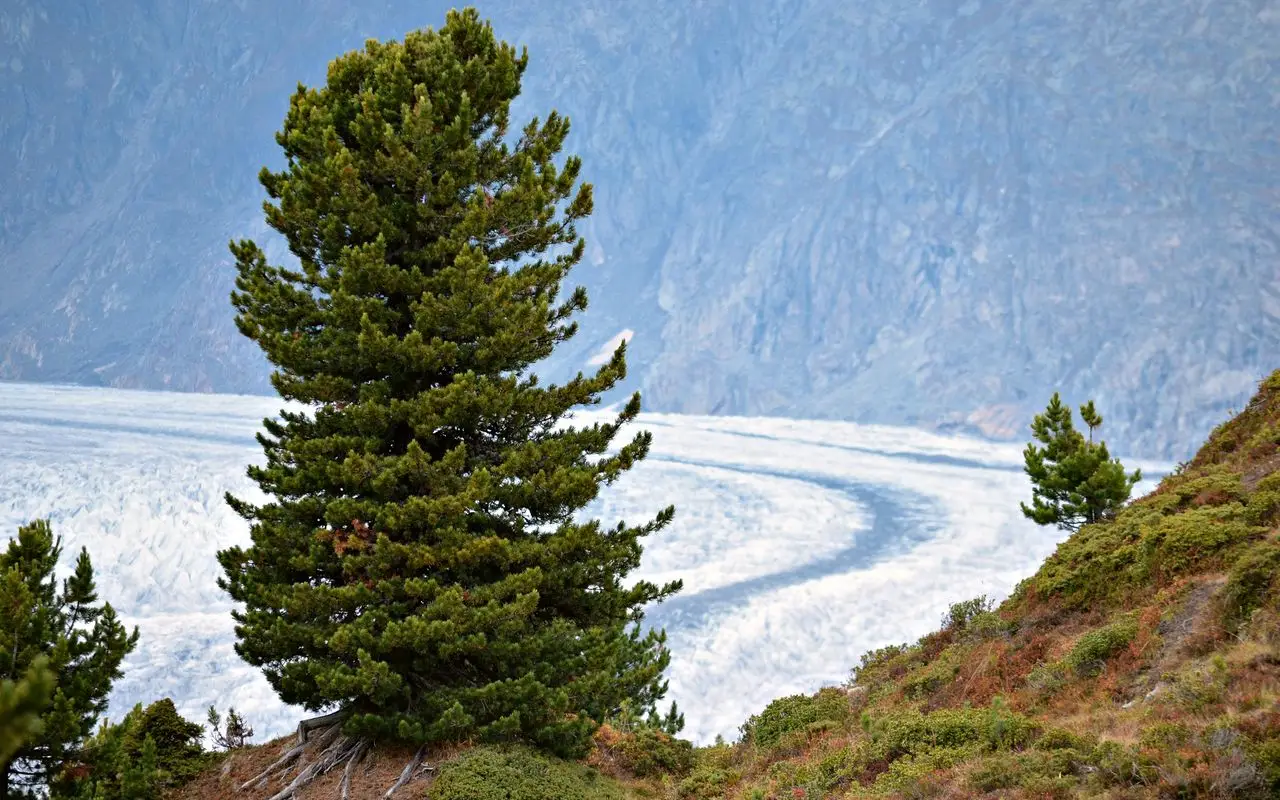 L’albero incredibile che resiste anche a meno 50 gradi: ecco quale piantare se abiti al nord