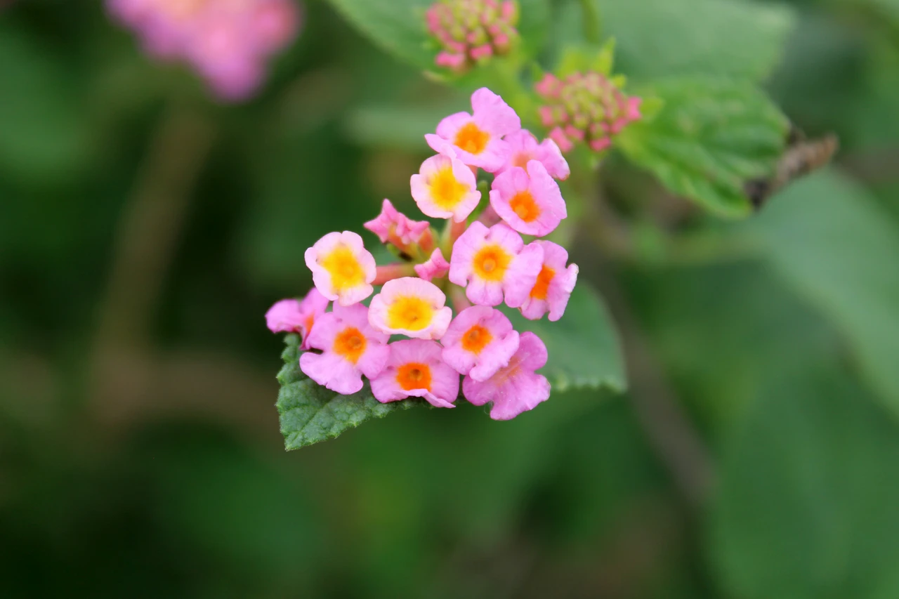Attenzione alla lantana: ecco perché questa pianta è bellissima ma può essere pericolosa